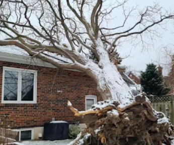 Image for Community Tree Care with ID of: 5945182