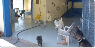 Image for Dog Training East Bay with ID of: 597332