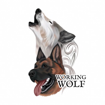 Image for Working Wolf Dog Training with ID of: 5974487