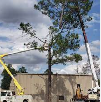 Image for Top Choice Tree Surgery with ID of: 5983571