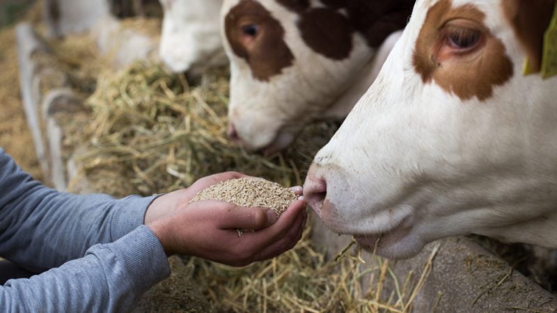 Image for Feed Additives Market Report, Size, Share, Growth, Trends, Demand, Forecast 2024-2032 with ID of: 5996672
