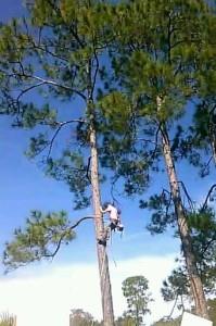 Image for Tampa Tree Service with ID of: 4402144