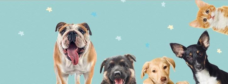 Image for Pack Pet Resort with ID of: 4402257