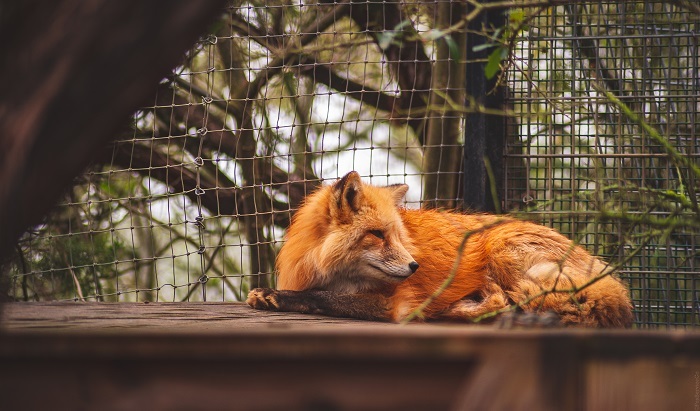 Image for Fox Service Company with ID of: 4409638