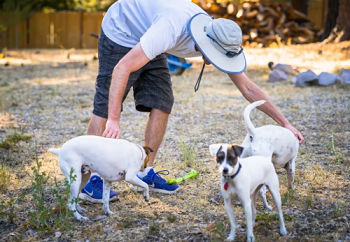 Image for Primal Needs Dog Training & Behavioral Solution with ID of: 4423664