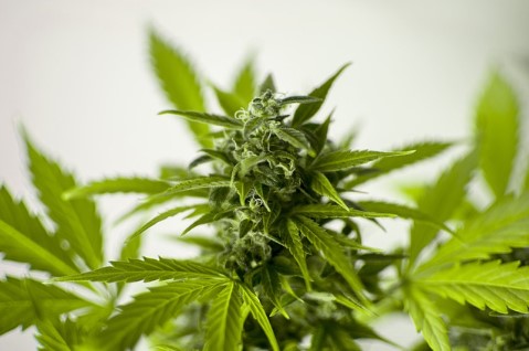 Image for MC Health Centers Marijuana Doctors with ID of: 4448330