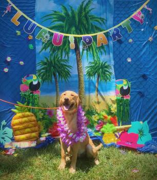 Image for Bay Rivers Boarding & Daycare with ID of: 4458298