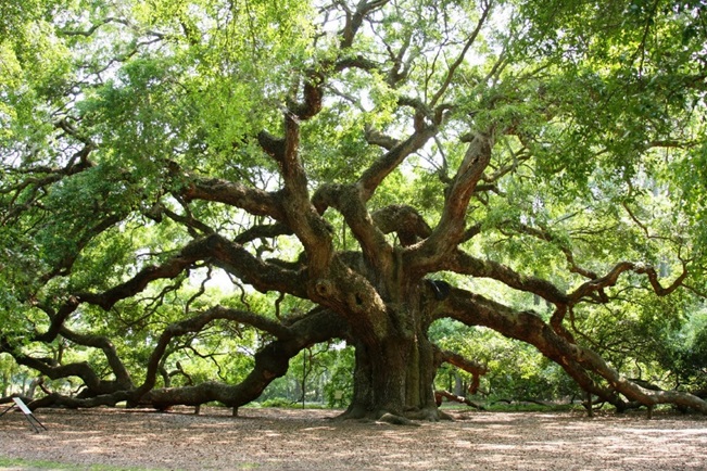 Image for Connor Tree Service, LLC with ID of: 4464725