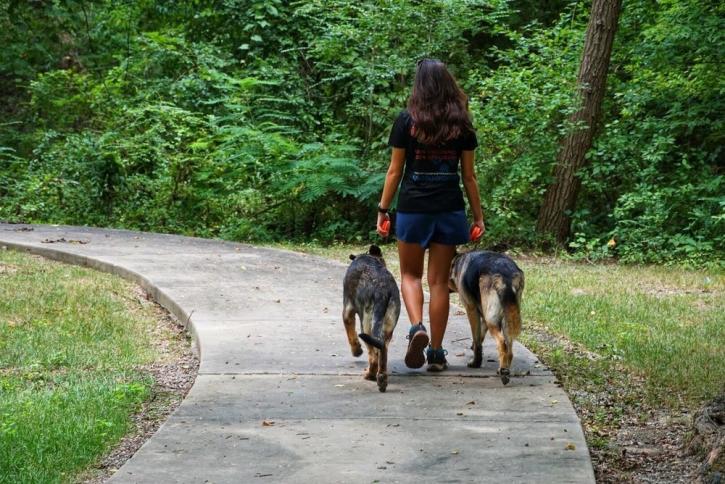 Image for Off Leash K9 Training Springfield with ID of: 4466888