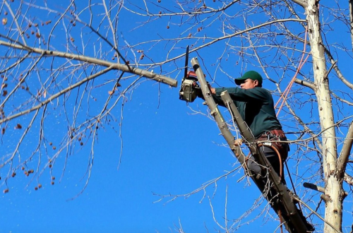 Image for Baton Rouge Tree Company with ID of: 4469269