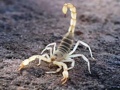Image for Green Home Pest Control with ID of: 4234924