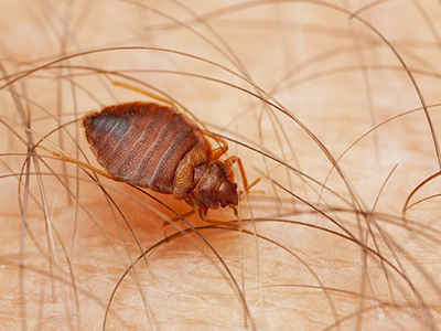 Image for Green Home Pest Control with ID of: 4234926