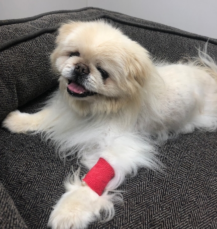 Image for Katy Veterinary Clinic with ID of: 4477542