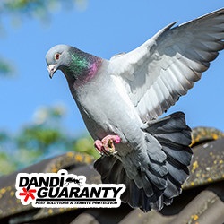 Image for Dandi Guaranty Pest Solutions and Termite Protection with ID of: 4482622