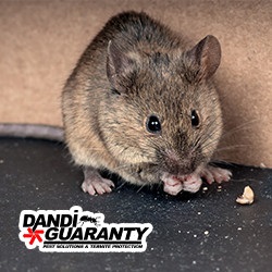 Image for Dandi Guaranty Pest Solutions and Termite Protection with ID of: 4482623