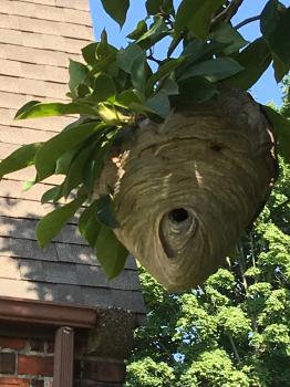 Image for Rescue 1 Pest & Termite Control with ID of: 4490839
