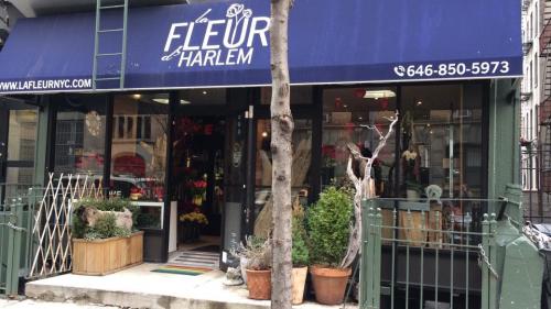 Image for la FLEUR d'HARLEM with ID of: 4498543