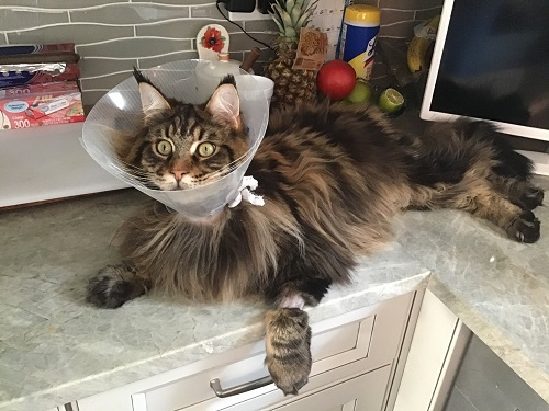 Image for Dundee Animal Hospital with ID of: 4508706