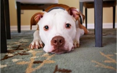 Image for Hands N Paws with ID of: 4514460