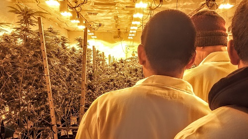 Image for Weed Bus LA with ID of: 4522168
