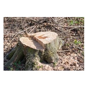 Image for Chuckwood Tree Service with ID of: 4537357