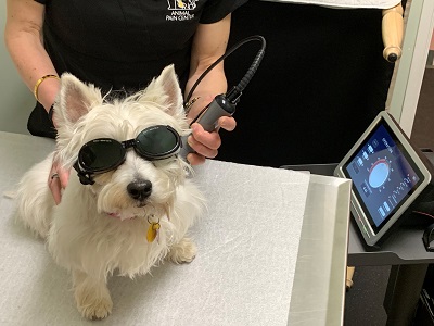 Image for Arbor Pointe Veterinary Hospital with ID of: 4548674