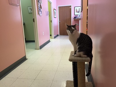 Image for Arbor Pointe Veterinary Hospital with ID of: 4548676