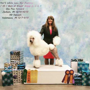 Image for Croton Pines Standard Poodles with ID of: 4549200