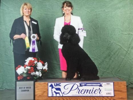 Image for Croton Pines Standard Poodles with ID of: 4549201