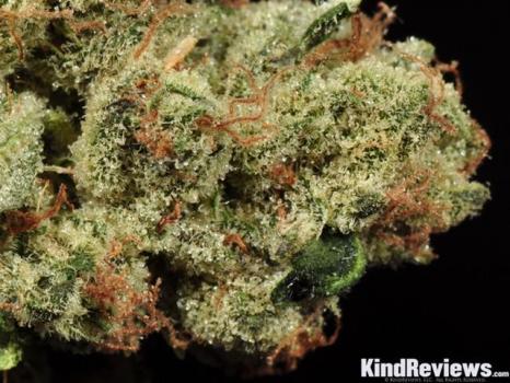 Image for PotGuide with ID of: 4558079