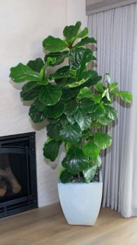 Image for MR. PLANT with ID of: 4558411