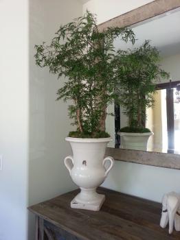 Image for MR. PLANT with ID of: 4558424