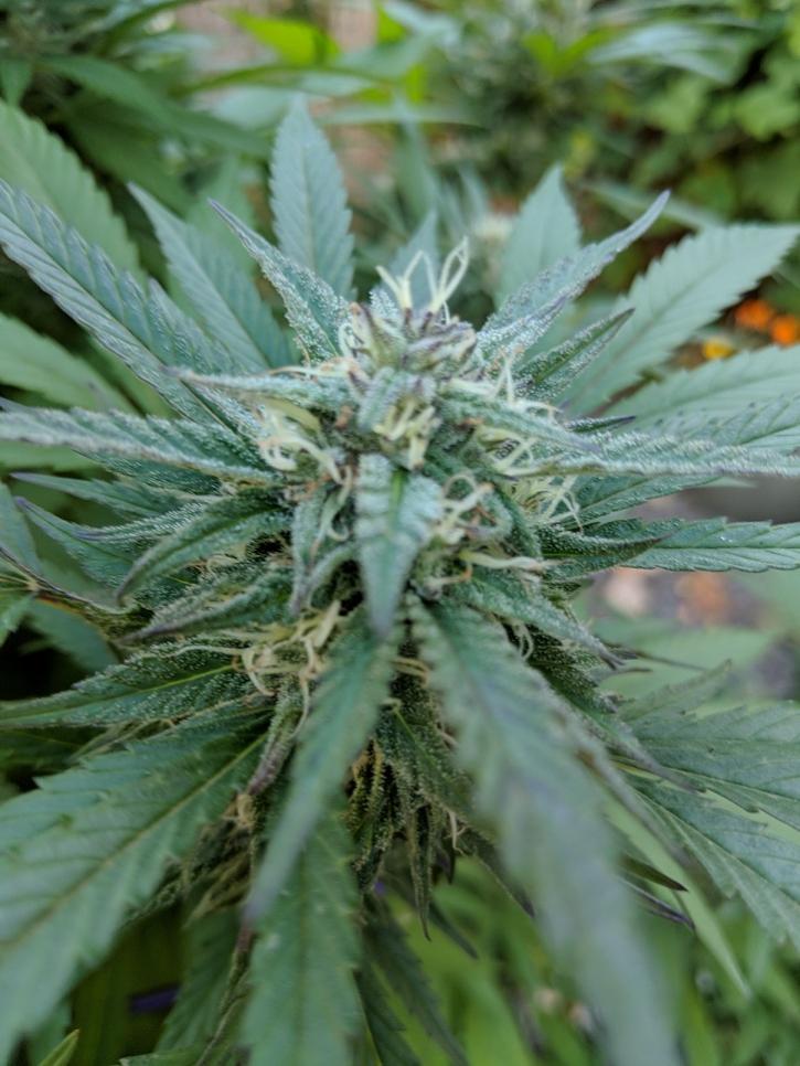 Image for Cannabis Insurance & Risk with ID of: 4575300