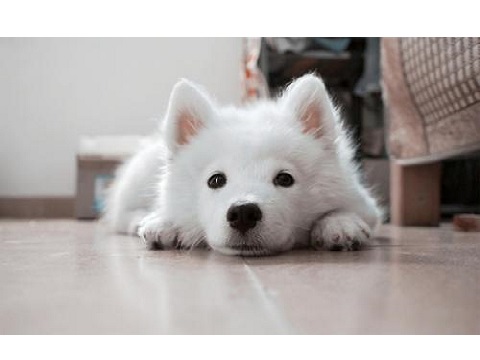 Image for Wellhaven Pet Health with ID of: 4586924
