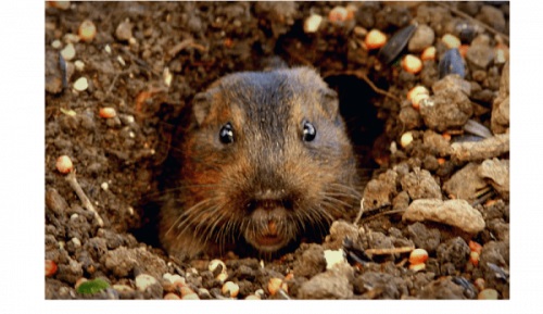 Image for Hybrid Pest Control with ID of: 4594718