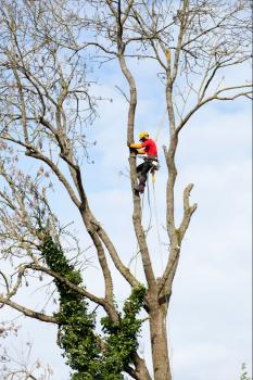 Image for Columbia Tree Co. - Tree Service with ID of: 4600886