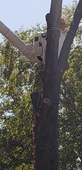 Image for Columbia Tree Co. - Tree Service with ID of: 4600887