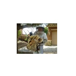 Image for The Beehive Bee and Wasp Removal with ID of: 4604845