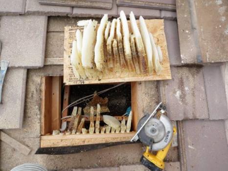 Image for The Beehive Bee and Wasp Removal with ID of: 4604846