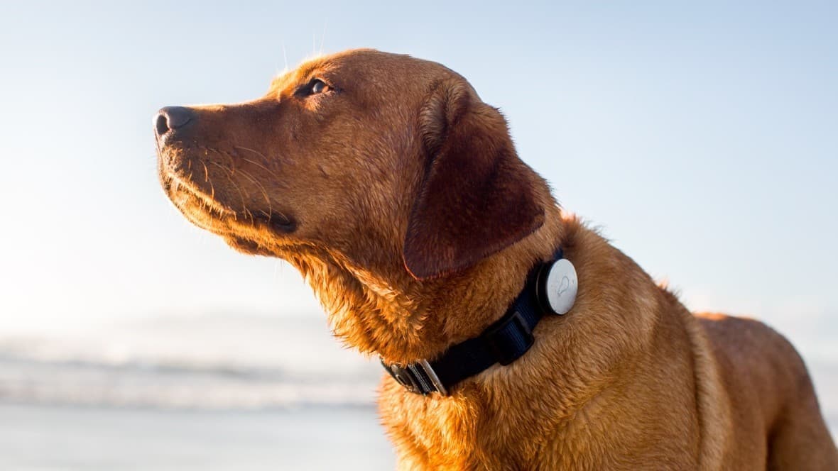 Image for Smart Connected Pet Collar Market Size, Share and Trends 2024-2032 with ID of: 6004916