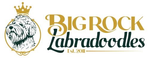 Image for Big Rock Labradoodles with ID of: 6009189