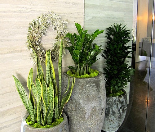 Image for Forever Green Interior Landscaping with ID of: 4630433