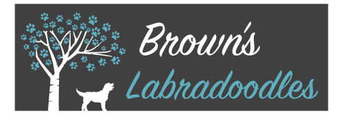 Image for Brown's Labradoodles with ID of: 6019475