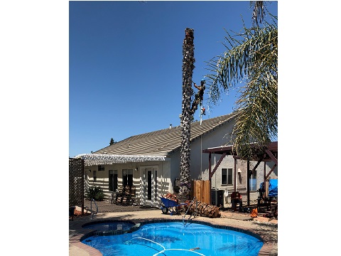 Image for Lone Oak Tree Service with ID of: 4676416