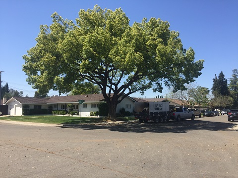 Image for Lone Oak Tree Service with ID of: 4676419