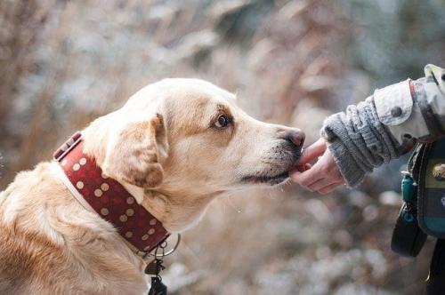 Image for Ark Animal Clinic with ID of: 4687719