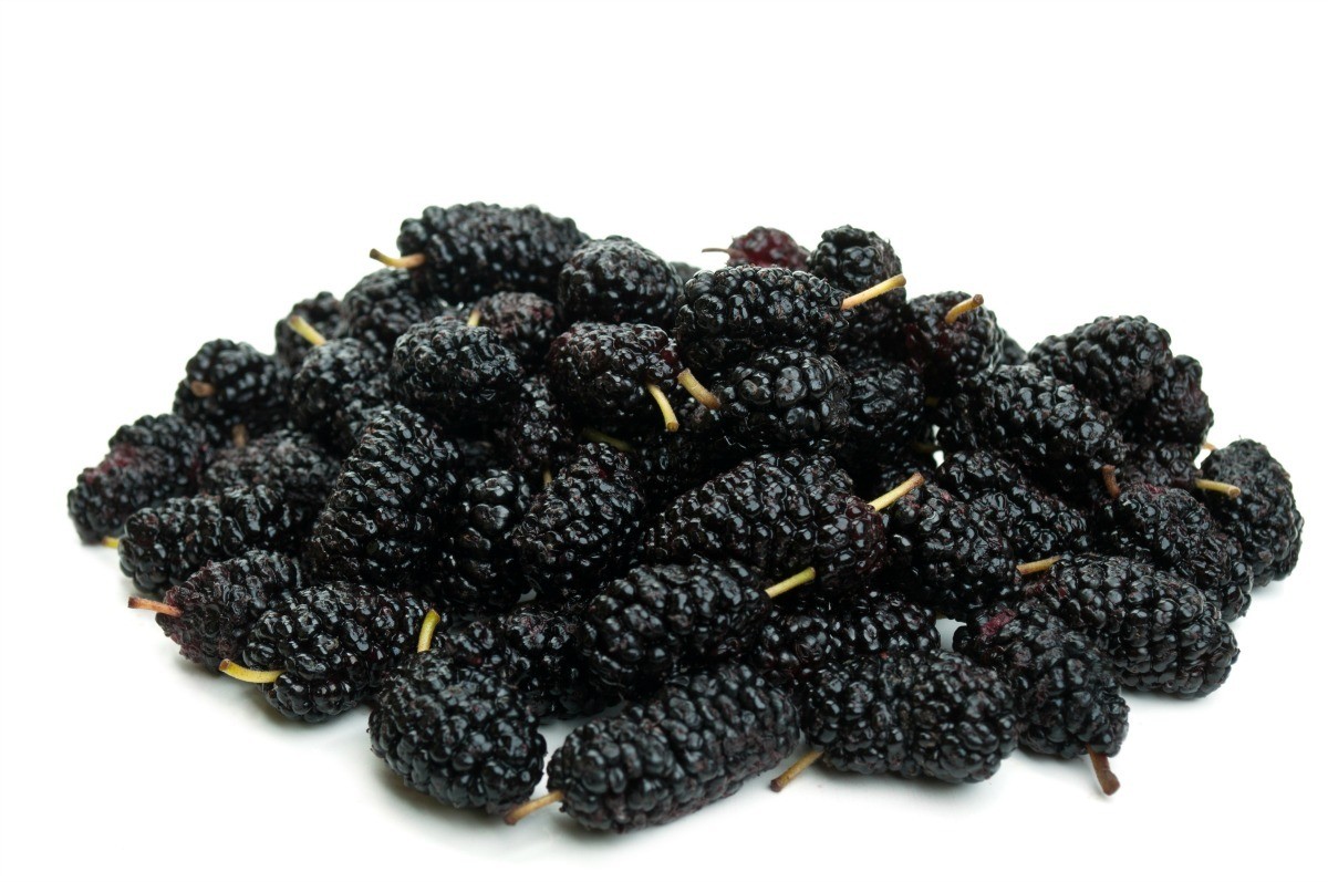 Image for Mulberry Processing Plant Report 2024: Industry Trends, Requirements for Unit Operations, Land and Construction Costs with ID of: 6043826