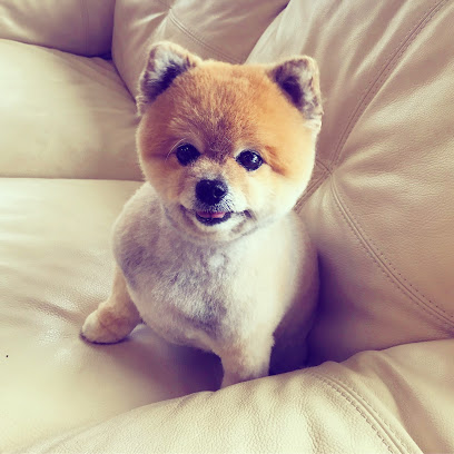 Image for Emi's Doggy Spa with ID of: 4692725