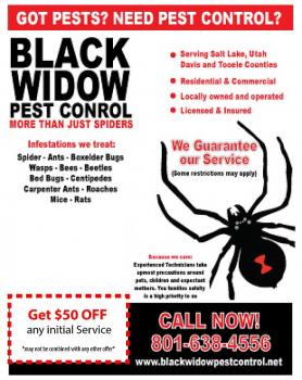 Image for Black Widow Pest Control with ID of: 4699695