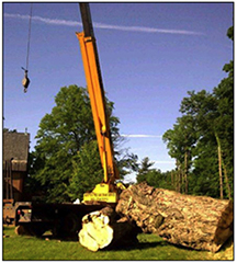 Image for Mayotte's Tree Service with ID of: 1149162
